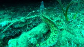 preview picture of video 'Plongée sur Le Ramon à Cavalaire sur Mer'