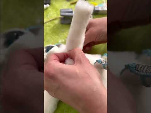 Our furry samurai-crab 🦀👹 is waiting for a new home 🤗 #crab #spider #kawaii #samurai #japan