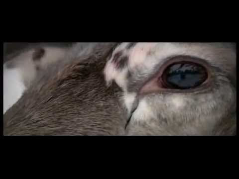 Sami Reindeer Herder Discovery Channel short