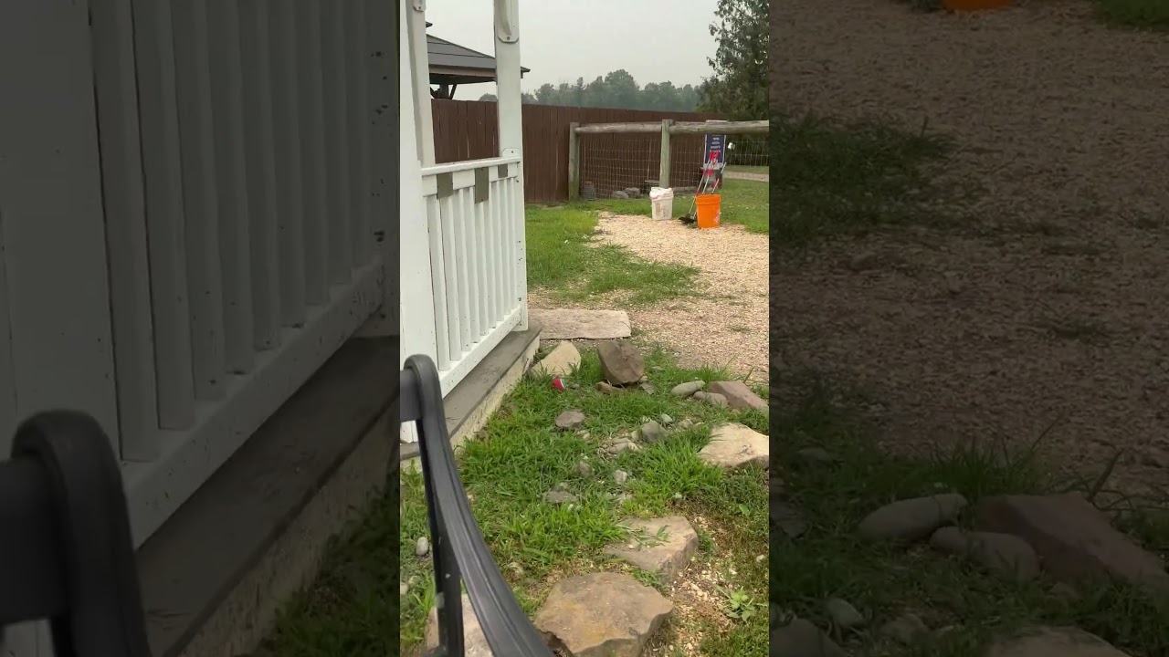Enlarge Lexi, a Adoptable mixed breed in Quakertown, PA video 6/6