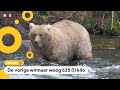 Dikke-berenwedstrijd begonnen in Alaska