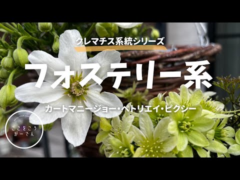 園芸 バーニング クレマチス、フレーム クレマチス、ペッパー クレマチス、フレグランス クレマチス
