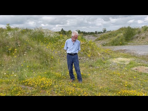 Bird's Foot Trefoil with John Feehan in June, part of the Wildflowers of Offaly series.