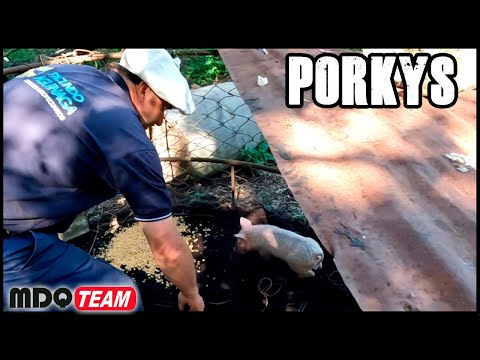 Introducing Porkys and MORE rural tasks