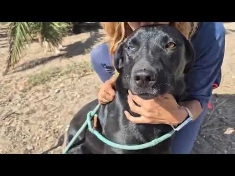 Vídeo de ALLY