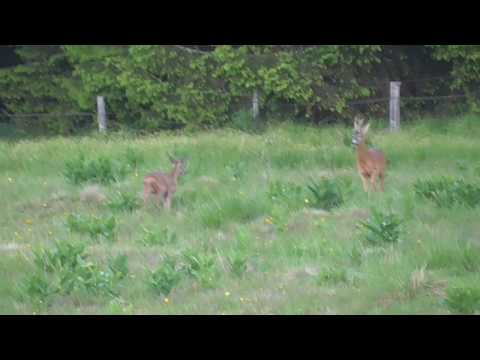 Abschuss Rehbock - Knöpfler
