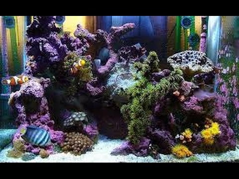 Hard lesson learned in reef tank care