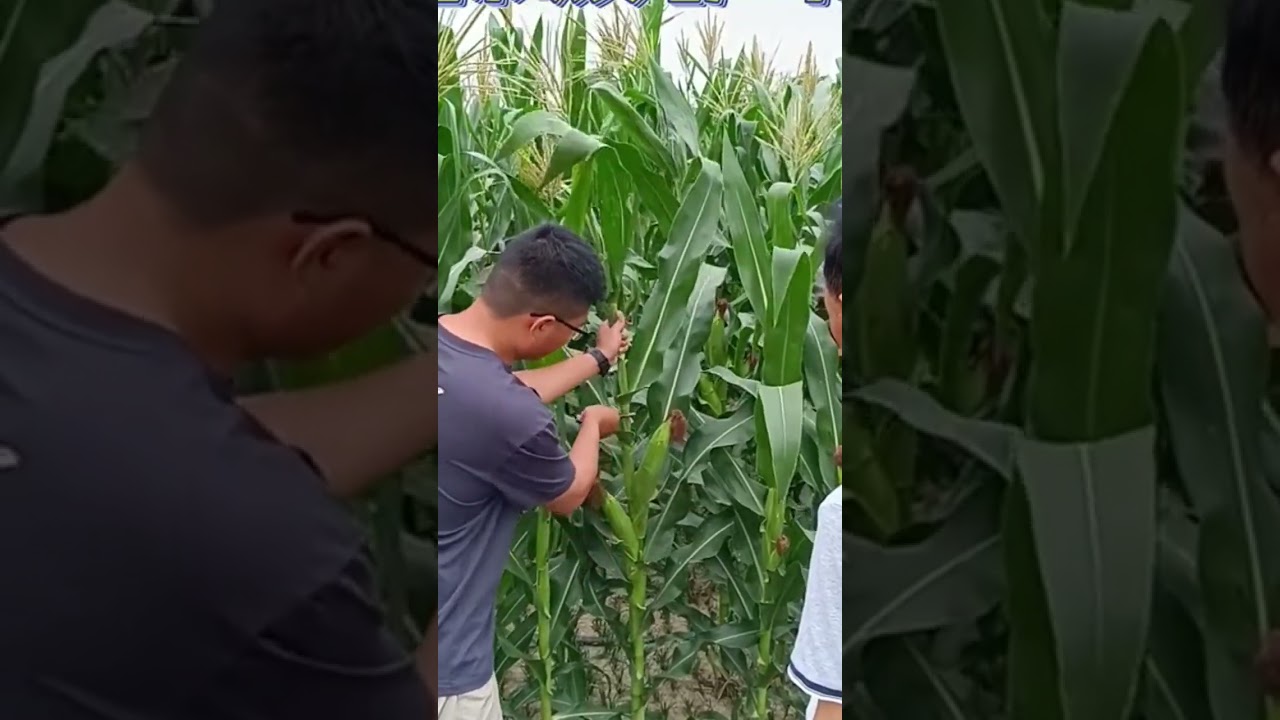 For this reason the Chinese cut the tip of the corn
