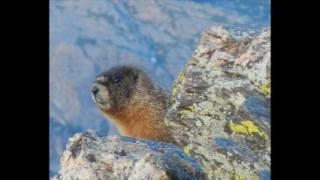 VIDEO Neil Young FULL ALBUM "Earth" - Track 1 - MOTHER EARTH - Environment THE MOVIE IN PIECES