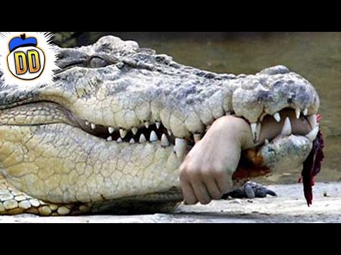 これまでで最も破壊的な10の動物の攻撃 (10 Most Devastating Animal Attacks Ever)