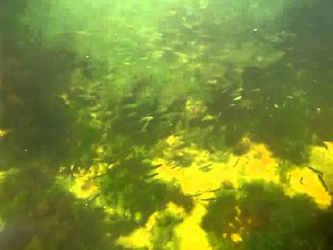 Stafsinge, Sweden Under Water