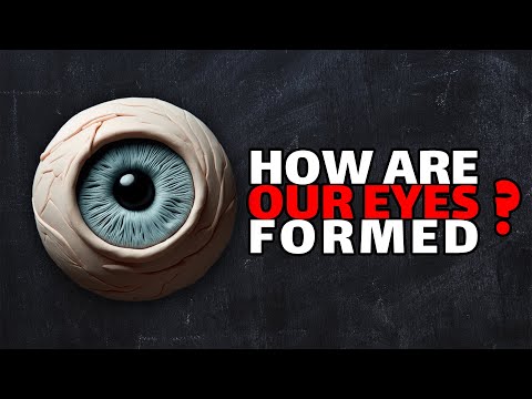 Evolution of the human eye: The Eye Development Diary