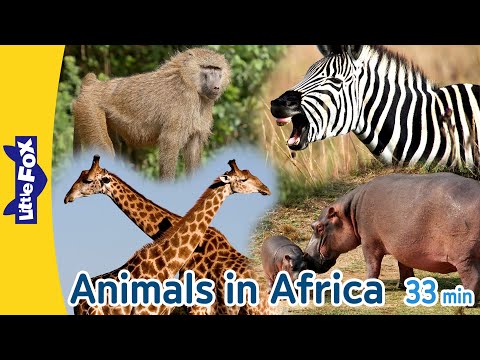 Animals in Africa | Gorilla Crocodile Baboon Giraffe Elephant Hippopotamus Lion Zebra Ostrich