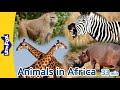 Animals In Africa Gorilla Crocodile Baboon Giraffe Elephant Hippopotamus Lion Zebra Ostrich