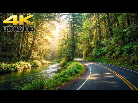 Olympic National Park - Hoh Rainforest Scenic Drive 4K