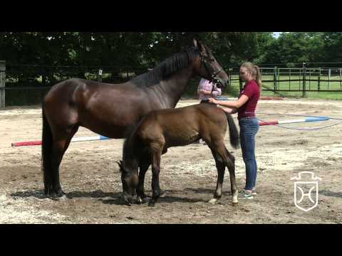 IZ053 Hengstfohlen von Clarcon   Contender   Aljano