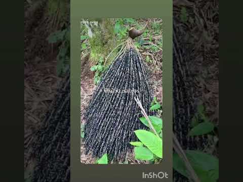 Açaí do Amazonas de Codajás