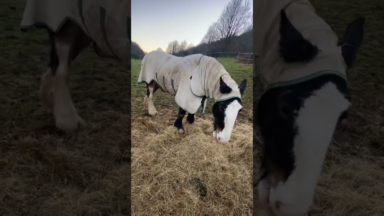 Watch video Shire Horse with Sweetitch Now Shire Horse with Sweetitch