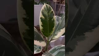 #shorts Variegated rubber plant ficus elastica indoor care | easy variegated plants | plant foliage