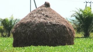 Hay Stacks in Paddy Fields, Andhra Pradesh