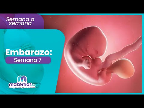 Semana 7 de embarazo: Tu bebé parece una pequeña alverja | Maternar.co
