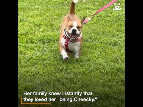 Cheeky behavior charms adopters