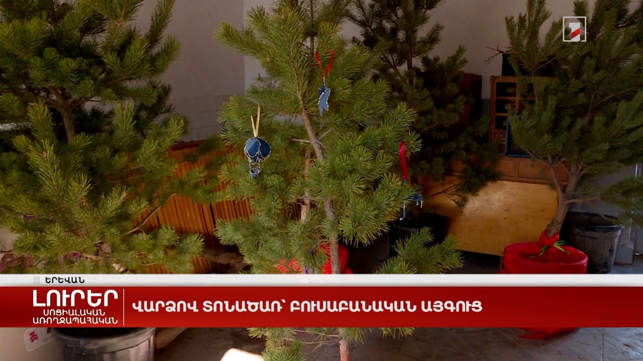 Վարձով տոնածառ՝ Բուսաբանական այգուց