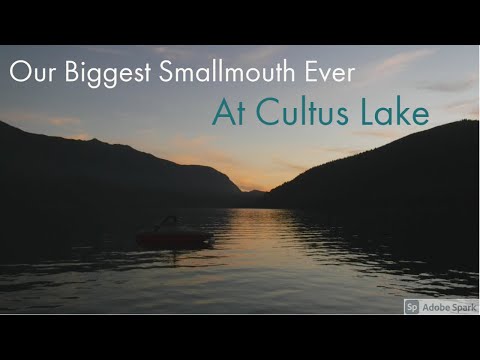 Our Biggest Smallmouth Ever at Cultus Lake