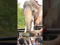 Thechikottukavu Ramachandran Thrissur Pooram Mass Entry