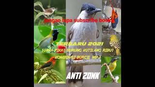 Download lagu suara pikat burung Kutilang ribut. kombinasi burcil. mp3 mp3