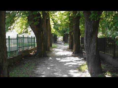 Sopron József Attila utca S-market