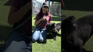 Video preview image #1 American Bulldog-Unknown Mix Puppy For Sale in Pasadena, CA, USA