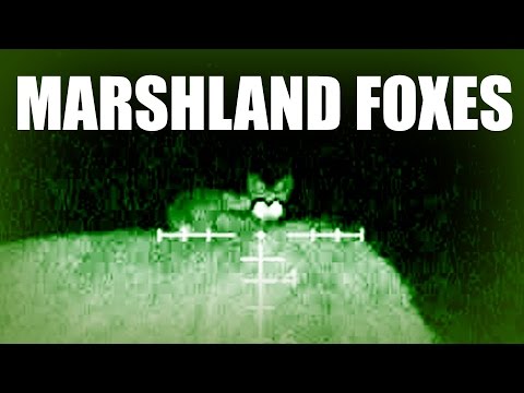 Roys Marshland Foxes Roys Marshland Foxes