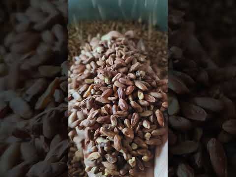 Neem kernal 4000ppm aza, 99% pure