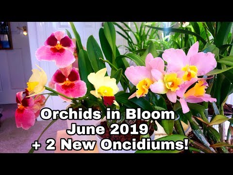Orchids in Bloom June 2019! Plus Meet Two New Oncidiums!