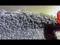 Bed Bugs Found Underneath the Carpet in Neptune, NJ