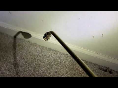 Bed Bugs Found Underneath the Carpet in Neptune, NJ