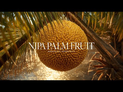 Nipa Palm Fruit: Ancient Mangrove Superfruit of the Tropics