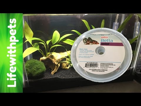 New Betta Fish and His Planted Tank Set Up