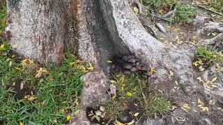 What to Do When You See Mushrooms Growing Near Your Trees