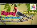 ZIGZAG ASHA NEHEMIAH 10TH ENGLISH SAMACHEER KALVI