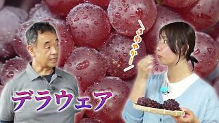 JA京都やましろ「デラウェア」静川幸明さん (木津川市)｜KBS京都テレビ「あぐり京都」 2026年8月放送