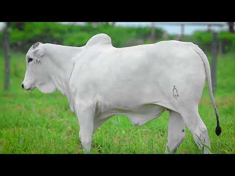 SINO AGROPECUÁRIA - BEZERRA NELORE - LEGENDA SINO - SINO 4221