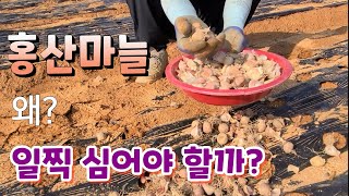 홍산마늘 왜 일찍 심어야 할까? 월동하는 작물