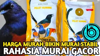 Download lagu The Secret to a Chirpy Murai? Turns Out It Uses a Lot of Extra Power Food! Here's How Much It Costs! mp3