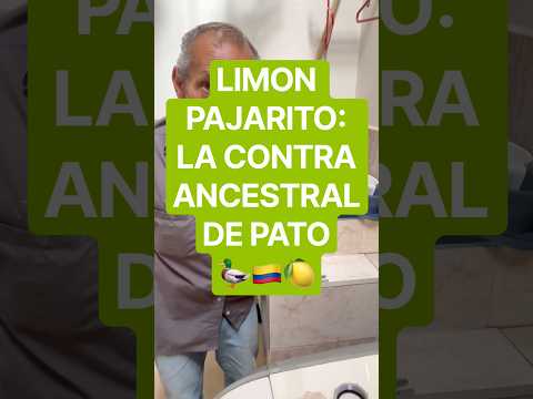 🍋LIMÓN PAJARITO: LA CONTRA ANCESTRAL DE PATO 🦆🇨🇴 El plomero mas famoso de Jericó, Antioquia