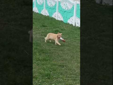 Котику Бог послал🤪🤣🤣🤣 #video #душадух #alessandro_farrini #cat #прикол #подпишись #приколы #смех