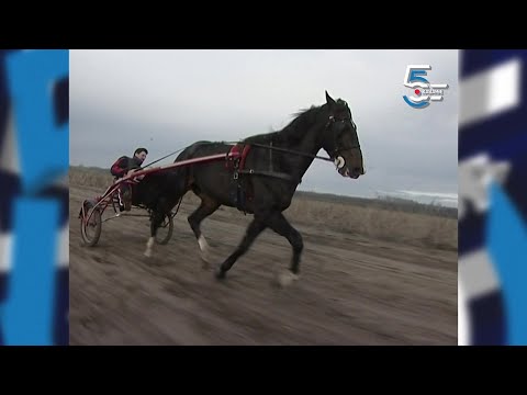 Fančo šampion - pastuv Fantastik Lobel kasač koji je pobeđivao