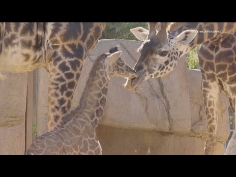 San Diego Zoo welcomes giraffe calf - YouTube