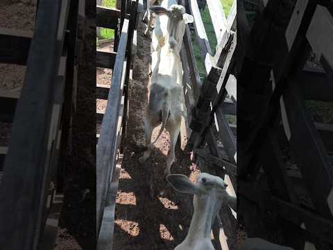 Viajou boiada vai beber água no faina-go #gado #roça #nalida #compras